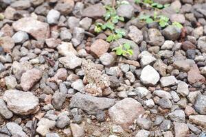 Frog on the rocks in the wild photo