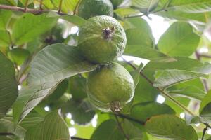 Guava fruit on the tree in the garden with green leaves background photo