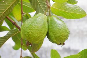 Guava fruit on the tree in the garden with green leaves background photo