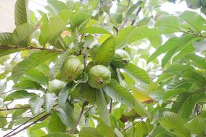 Guava fruit on the tree in the garden with green leaves background photo