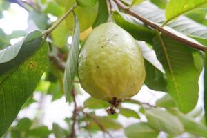 Guava fruit on the tree in the garden with green leaves background photo