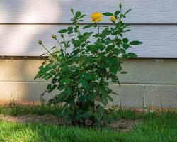 a wide angle of a yellow rose bush early in the afternoon photo