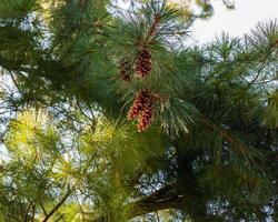 groups of pine cones thick with sap high up in the tree photo