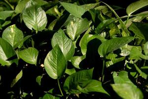 hoja verde de poca luz en el jardín. foto