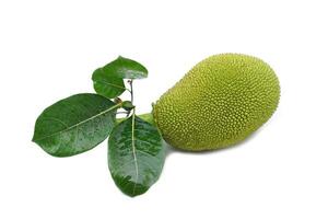 isolated jackfruit fruit on white background. it is a perennial plant. The trunk and branches when wounded have thick white latex. The fruit is a large sum, unripe fruit, green rind, blunt thorns. photo