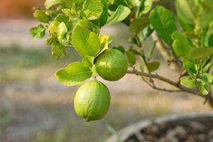 green lemon on the tree. Lemon is a fruit in the citrus family. The fruit is round and oval. The young fruit is green. When cooked it will be yellow. The fruit flesh is juicy and sour taste. photo