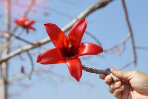 mano participación un floración rama de un rojo algodón árbol. flores a el termina de el sucursales. el soltero flores son grande y agrupados en rojo y naranja. foto