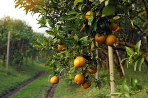 organic orange garden Plant Honey Suckle oranges, which are high in vitamin C. It has a sweet and sour taste that can be used to make a refreshing drink for the body. Soft and selective focus. photo