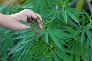 Hands holding cannabis leaves to check the quality of leaves that are old enough to be harvested for medical use. Soft and selective focus. photo