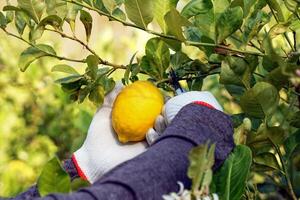 Gardeners pick lemons from trees that are ripe and ready to cut. Ripe lemons have yellow flesh and juicy flesh that is used for making lemonade. The fragrant peel is used as an ingredient in desserts. photo