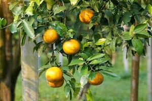 organic orange garden Plant Honey Suckle oranges, which are high in vitamin C. It has a sweet and sour taste that can be used to make a refreshing drink for the body. Soft and selective focus. photo
