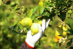 Gardeners pick lemons from trees that are ripe and ready to cut. Ripe lemons have yellow flesh and juicy flesh that is used for making lemonade. The fragrant peel is used as an ingredient in desserts. photo