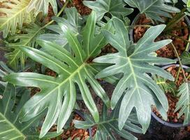 Philodendron Xanadu is a herbaceous plant. The leaves are single, oval, rounded at the tip, deeply concave at the base. The leaves are thick, smooth, shiny and dark green. photo