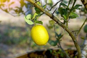 Ripe lemon fruit on the tree. Lemon is a fruit in the citrus family. The fruit is round and oval. The young fruit is green. When cooked it will be yellow. The fruit flesh is juicy and sour taste. photo