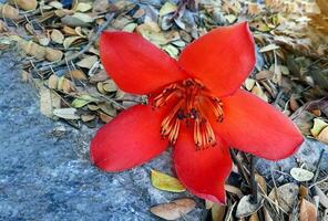 Red cotton tree is a perennial plant. Blossoms at the ends of the branches. The single flowers are large and clustered in red and orange. The base of the flower is a solid cup or calyx stuck together. photo