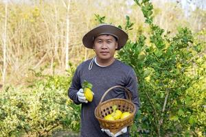 Gardener holding a basket of lemons and lemons in hand. The produce he picked fresh from the garden. Soft and selective focus. photo