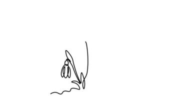 Self drawing animation with one continuous line draw,  The Day of Snowdrop.Abstract spring snowdrops on snow video