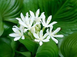 Cardwell lily or Northern christmas lily flower photo