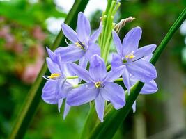 Close up violet flower. photo