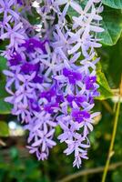 Close up of violet flower background. photo