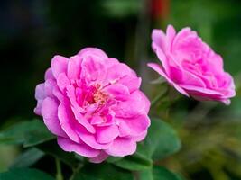 Pink of Damask Rose flower. photo