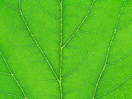 Close up green leaf. photo