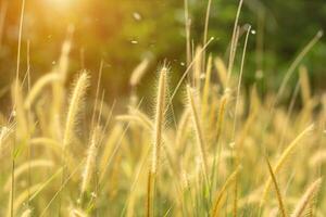 Yellow Flower grass photo