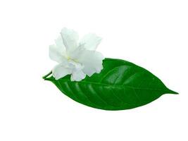 Gardenia Rose flower photo