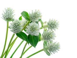 Close up of Gomphrena weed flower photo