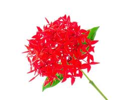 Glossy Ixora flower photo