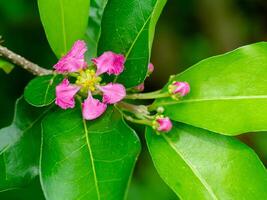 Close up Acerola Cherry flower. photo