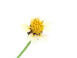 Mexican daisy flower. photo