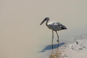 Asian Openbill bird. photo