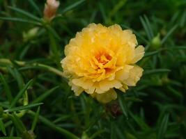 Close up Portulaca flower photo