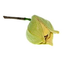 Close up Soursop flower photo