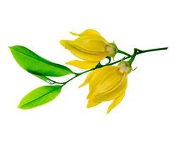 fragante flores de alpinismo Ylang Ylang foto