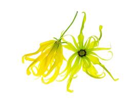 cerca arriba de enano Ylang Ylang flor. foto