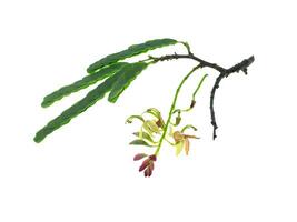 Tamarind flower with leaves photo