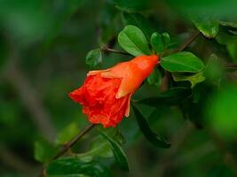 Pomegranate on branch. photo