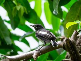 negro y blanco pájaro en rama. foto