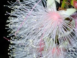 Close up of Baranda angatensis Llanos flower. photo