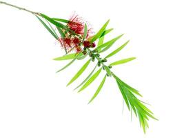 Weeping Bottle Brush tree photo