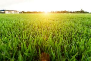 Fresh grass of the stadium photo