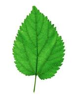 Close up green leaf on white background. photo