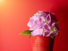 cerrar flor de hortensia foto