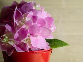 cerrar flor de hortensia foto