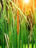 Narrow-leaved Cattail plant photo