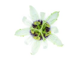 White Passiflora edulis flower. photo