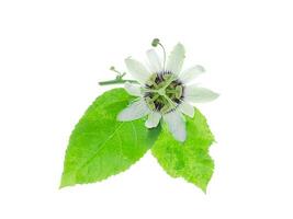 White Passiflora edulis flower. photo