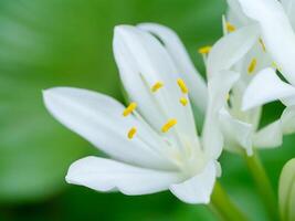 Cardwell lily or Northern christmas lily flower photo